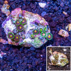 Zoanthus Coral Indonesia (click for more detail)