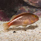 Arc-eye Hawkfish  (click for more detail)