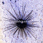 Black Longspine Urchin  (click for more detail)