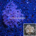 USA Cultured Xenia Coral (click for more detail)