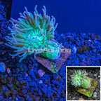 Australia Cultured Duncan Coral  (click for more detail)