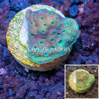 LiveAquaria® Cultured Pavona Coral (click for more detail)