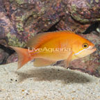 Red Bar Anthias (click for more detail)