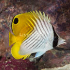 Auriga Butterflyfish (click for more detail)