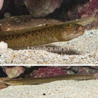 Golden Tail Moray eel (click for more detail)