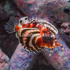 Fu Manchu Lionfish (click for more detail)