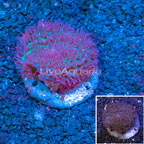 Rhodactis Mushroom Coral Indonesia (click for more detail)