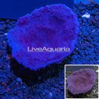 LiveAquaria® Cultured Blue Photosynthetic Plating Sponge (click for more detail)