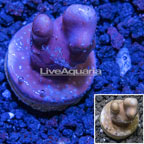 LiveAquaria® Cultured Blue Ridge Coral (click for more detail)