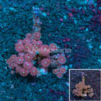 Pastel Cat Eye Colony Polyp Zoanthus Indonesia  (click for more detail)