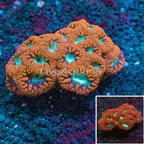 Red and Green Blastomussa Coral Australia (click for more detail)