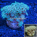 LiveAquaria® Cultured Pipe Organ Coral  (click for more detail)