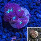 LiveAquaria® Cultured Blastomussa Coral  (click for more detail)