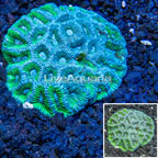 Goniastrea Coral Australia  (click for more detail)