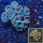 Caulastrea Coral Australia (click for more detail)
