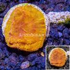 LiveAquaria® Cultured Leptoseris Coral (click for more detail)