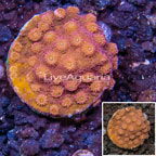 LiveAquaria® Cultured Cyphastrea Frag coral (click for more detail)