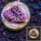 LiveAquaria® Cultured Montipora Coral (click for more detail)