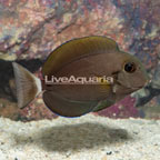 Epaulette Surgeonfish (click for more detail)