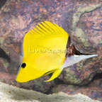 Yellow Longnose Butterflyfish [Blemish] (click for more detail)