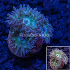  LiveAquaria® Ultra Duncan Coral (click for more detail)