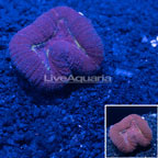 Lobed Brain Coral Australia  (click for more detail)