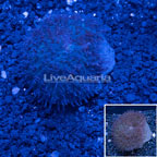 Rhodactis Lavender Mushroom Coral Indonesia (click for more detail)