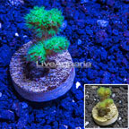 LiveAquaria® Cultured Green Pocillopora Coral (click for more detail)