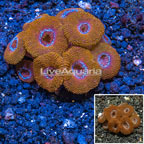 Acan Lord Coral Australia (click for more detail)
