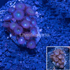 Protopalythoa Colony Polyp Rock Indonesia IM (click for more detail)