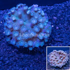 Green Cup Coral Indonesia (click for more detail)