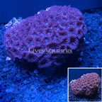 Purple and Green Blastomussa Coral (click for more detail)
