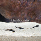 Engineer Goby (Trio) (click for more detail)