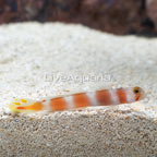 Pinkbar Goby  (click for more detail)