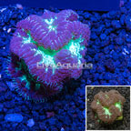 Australia Cultured Blastomussa Coral  (click for more detail)