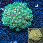 Goniopora Coral Australia (click for more detail)