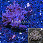 Cauliflower Colt Coral  Indonesia (click for more detail)