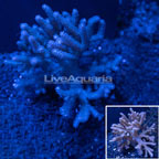 Sinularia Finger Leather Coral Australia (click for more detail)