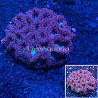 Blastomussa Wellsi Coral Australia  (click for more detail)
