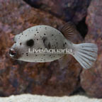 Freckled Dogface Puffer  (click for more detail)