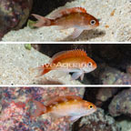 Red Bar Anthias, Trio (click for more detail)