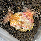 Anemone Hermit Crab  (click for more detail)