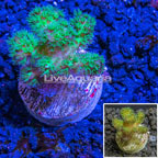 LiveAquaria® Cultured Green Pocillopora Coral (click for more detail)