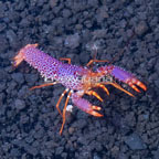 Debelius Reef Lobster (click for more detail)