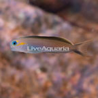 African Blue Midas Blenny (click for more detail)