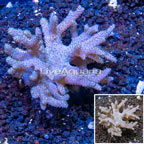 Sinularia Leather Coral Vietnam (click for more detail)