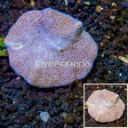 Toadstool Leather Coral Vietnam (click for more detail)