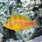 Golden Hawkfish (click for more detail)