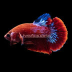Blue Star Hellboy Plakat Betta, Male (click for more detail)