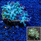 Sinularia Leather Coral Indonesia (click for more detail)